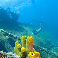 Palm Pleasure Snorkel Adventure