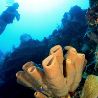 2-Tank Scuba Diving Excursion