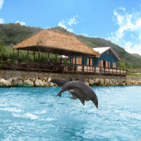 Dolphin Cove Negril