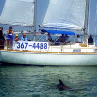 Dolphin Watching
