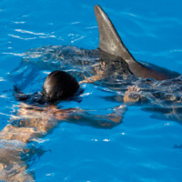 Interactive Dolphin Programs