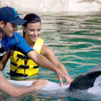 Interactive Dolphin Programs