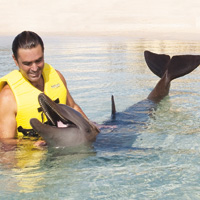 Interactive Dolphin Programs
