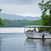 Daintree Walkabout
