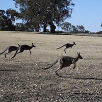Aussie Sheep Station and Kangaroo Adventure