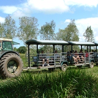 Whitsunday Crocodile Safari
