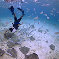 Swim and Snorkel with Stingrays