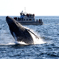 Whale Watching Catamaran Adventure