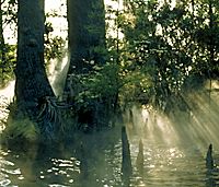 The Florida Aquarium