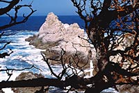 Monterey, Bay Aquarium, and Carmel Tour