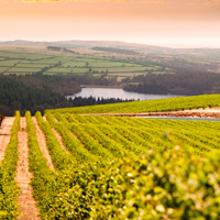 Wine Country Tour