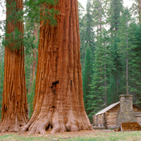 Yosemite in a Day by Motorcoach