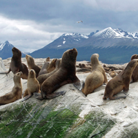 Catamaran Ride to Penguin Island and Estancia Harberton