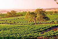 Grand Barossa Valley Wineries Tour