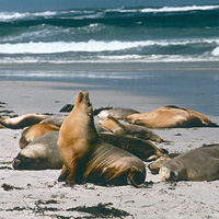 Cruise to Kangaroo Island, Tour, and Return Flight