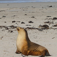 Flight to Kangaroo Island, Tour, and Return Cruise