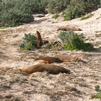 Kangaroo Island Tour and Roundtrip Flight