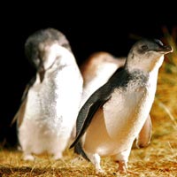 Penguin Parade with Viewing Platform Express Tour