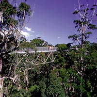 Treetop Walk and Valley of the Giants