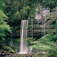 Russell Falls Tour with Optional Lunch