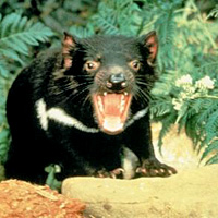 Bonorong Wildlife Park and Richmond Tour