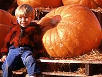 Fall Foliage Day Tour