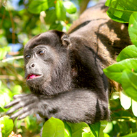 Caño Negro Wildlife Refuge River Safari