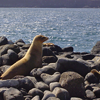 Galapagos Islands Yacht Tour 4-Day Package
