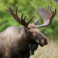 Grand Teton National Park Tour