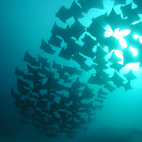 Cabo San Lucas 2-Tank Customized Certified Dive