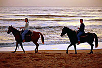 Los Cabos Guided Horseback Ride