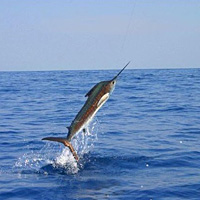 Deep Sea Fishing