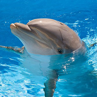 Dolphin Encounter at Six Flags Amusement Park