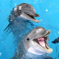 Dolphin Swim at Six Flags Amusement Park