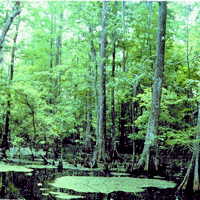 Swamp and Bayou Tour