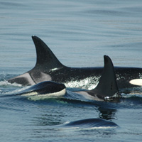 3-Hour Whale Watching Tour