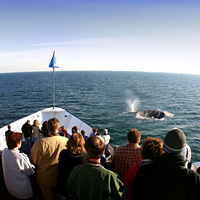Whale Watching Cruise on San Diego Bay