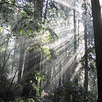 Muir Woods and Sonoma Wine Country (Small-Group, Petroleum-Free Tour)