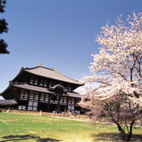 Nara Afternoon Guided Tour