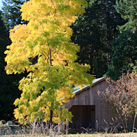 Bainbridge Island and Bloedel Reserve: Morning or Afternoon Tour