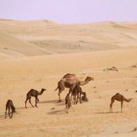 Liwa Safari
