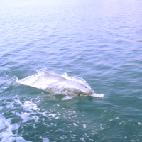 Morning Dolphin Cruise