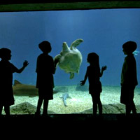Tampa Triplet Attraction Pass