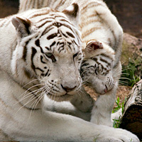 Tampa's Lowry Park Zoo