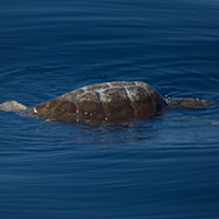 Bird, Dolphin, and Whale Watching Tour
