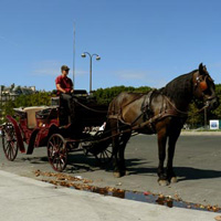 Romantic Horse-Drawn Carriage Ride