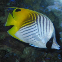 Admission to Palma Aquarium with Optional Transportation