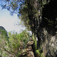 Enchanting Laurel Forest Walk