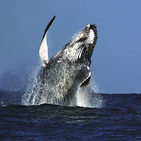 New England Aquarium Admission and Whale-Watching Cruise