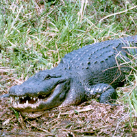 Jean Lafitte Airboat Swamp Excursion